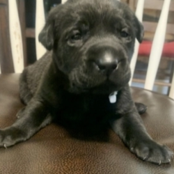 Chadd/Labrador Retriever/Male/3 Weeks,“Hi! My name is Chadd! I am looking for my forever family. I am looking for someone who enjoys the little things in life like cuddling on the couch, playing catch in the yard, and just hanging out on the porch. I promise to be the best friend you have ever had. We will love being us, not needing a lot to make us happy, but just being together, loving each other. If this sounds like what are looking for too then please make me yours forever!