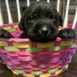 Chadd/Labrador Retriever/Male/3 Weeks,“Hi! My name is Chadd! I am looking for my forever family. I am looking for someone who enjoys the little things in life like cuddling on the couch, playing catch in the yard, and just hanging out on the porch. I promise to be the best friend you have ever had. We will love being us, not needing a lot to make us happy, but just being together, loving each other. If this sounds like what are looking for too then please make me yours forever!
