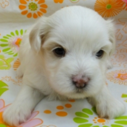 Winston/Coton de Tulear/Male/4 Weeks,Winston is a real treasure, very spirited and awesome little guy. He likes to run and play with the other puppies and loves to be the center of attention. This little guy comes microchipped for his protection. He will be sure to come home to you up to date on his puppy vaccinations and vet checks. We also send him with a care package to include a small bag of eukanuba small breed puppy, harness, lead, toy and his own blankey.