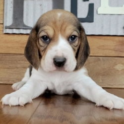 Toby/Beagle/Male/5 Weeks,From a game of fetch to a relaxing walk around the block, this boy is ready to be right by your side. Toby has been waiting to meet his fur-ever best friend and he thinks that you fit the bill. He loves adventure so exploring, running, and playing in the yard is never out of the question. Don't worry though because he is just as content to lounge around snacking on doggy treats, too. This baby boy has been waiting to start his dream life with you and once you meet him you'll know that you were meant to be!