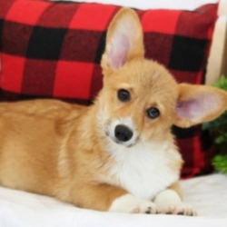 Eli/Pembroke Welsh Corgi/Male/13 Weeks,Stop right there! You have found your new baby boy. Eli is as adorable as a puppy can be. He will be sure to shower you with his puppy love kisses every morning just to let you know how much you mean to him. Eli will be sure to come home to you happy, healthy, and ready to play. He will be up to date on his puppy vaccinations and vet checks just in time to come to his new home. Don’t miss out on the newest addition to your family. He will be sure to steal your heart away.