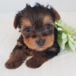 Allen/Yorkshire Terrier/Male/3 Weeks,“What's your name? I'm only asking because I'd like to know the name of my very best friend. My name is Allen and I am waiting here just for you. I am affectionate and love to give kisses and snuggles and I will be sure to give you plenty of both. I'm also a pretty big fan of play time. If you have toys, we will have tons of fun, but I know that even if it is just the two of us, we will have a blast. I will also come home to you up to date on my vaccinations and vet checked, that way we can get right to making memories. The sooner you call the better, I can't wait to start my life right by my best friend.”