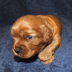 Candy/Cavalier King Charles Spaniel/Female/3 Weeks,Candy is a combination of gorgeous looks and great personality. She can't wait to meet her new family. When you hold her, you will never want to let go! She loves to snuggle and play, so you’ll be set with this pup! Whether playing all day or relaxing on the couch, Candy promises to be your most loving companion. Candy will arrive to her new home up to date on vaccinations, pre-spoiled and ready to love you! Don't miss out!