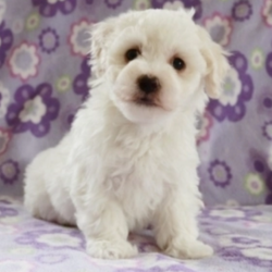 Lori/Bichon Frise/Female/6 Weeks,Lori is a classic beauty! Her soft, luscious coat will be the envy of all who see her! She has a wonderful temperament and shows it with her calm and peaceful nature. She loves to play, but is happiest just being with you. Lori will arrive to her new home happy, healthy, and ready to play. She will be up to date on her vaccinations and given a clean bill of health by her vet. She can't wait to be by your side as your lifelong companion. If you want to class up your life, pick Lori!