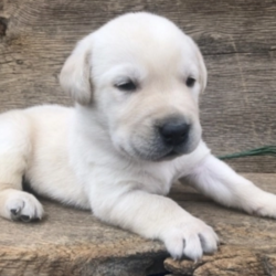 Dusty/Labrador Retriever/Male/3 Weeks,“Hi, my name is Dusty. I am looking for someone to play with. I love to play fetch; it’s my favorite game. When I get tired, I will come and curl up next to you so we can go to sleep. I love to go to parks and meet new people and animals. I am very affectionate and love to give kisses. I promise if you take me home I will brighten your days and will always love you unconditionally. I will come home to you up to date on my vaccinations and vet checked. I am excited to meet you and become your new best friend!”