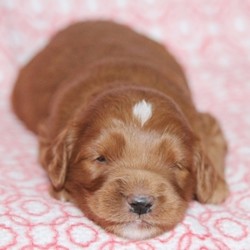 Hope/Goldendoodle/Female/2 Weeks,Hope is such a sweet girl and would love to be your best friend for life. Imagine all the fun you'll have with this cutie. You can take her for nice walks in the park or just cuddle with her on those lazy, rainy afternoons. Hope will have a nose to tail vet check and arrive with a current health certificate. This cutie has so much love to give and she wants to share it with you. Don't miss out!