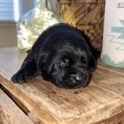 Zane/Labrador Retriever/Male/2 Weeks,“Aren't you excited? I know I am! I just met my fur-ever family and it's you. I am overjoyed because I can already imagine all of the fun that we will have together. We can go for walks around the town, or if our legs get too tired we can go for a ride around in the car. I love watching the people and buildings fly by through the window! If you want to stay at home, we can play out in the yard and I can even teach you how to play fetch! It's easy, I promise. Before coming home to you, I will even be up to date on my puppy vaccinations and I will be completely vet checked, so we can get right to the good stuff once I get there. I am so ready to make memories with you so hurry and bring me home!”