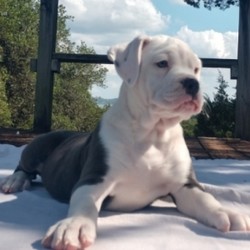 Star/Olde English Bulldogge/Female/12 Weeks,This little treasure is Star! Star can't wait to pack up her bags and head to her new home. She has been waiting patiently for you. She will be vet checked, up to date on vaccinations, and pre-spoiled before arriving to you, so she will be ready for your love. She is ready to shower you in puppy kisses. Pick up the phone and make Star a part of your family today!