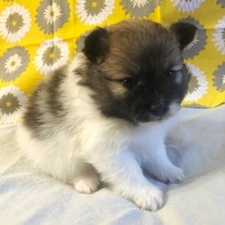 Zacheus/Pomeranian/Male/5 Weeks,Meet Zacheus! This gorgeous boy is ready to make you his new best friend. Zacheus is full of energy and spunk, and can’t wait to come home to you for belly rubs. He’s always ready to play and hopes you are too! He will be up to date on his vaccinations and pre-spoiled before coming to his new home. Make Zacheus part of your family today; you’ll be glad you did!