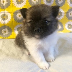 Zakari/Pomeranian/Male/5 Weeks,Introducing Zakari! He’s a happy little guy. Without a doubt, he’ll be the favorite of your home in no time. His favorite hobby other than playtime is spending time with you. When Zakari arrives to his new home, he will have a complete nose to tail vet check and arrive with a current health certificate. Zakari is an all-round healthy boy waiting for the perfect family to entertain. Wouldn’t you love to have him? He can’t wait to love you!