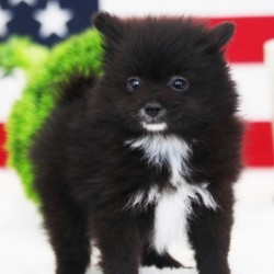 Rambo/Pomeranian/Male/8 Weeks,Rambo is just what the doctor ordered. This free spirited guy will bounce into your life, bringing endless joy and love. Rambo loves taking long, peaceful walks; he always stops to smell the flowers and romp a little in the grass. His lovable nature and happy attitude will bring a smile to your face that will last a lifetime. Rambo is the best of both worlds. This cuddle bug loves to snuggle under the covers, so make room for him in your home and heart. He will be vet checked from nose to tail and will arrive up to date on his vaccinations. He is just waiting for the right person to come along and scoop him up, so don’t miss out on this charming cutie!