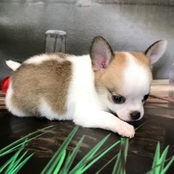 Clyde/Chihuahua/Male/6 Weeks,