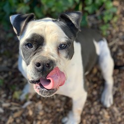 Adopt a dog:Lolita/American Bulldog/Female/Adult,Oh Lolita!  Your sweet face is too much to handle! 

She is a 5 yr old American Bulldog, currently weighing 72lbs.  Lolita came to us from California for a second chance at a Forever Home.  

Lolita has good leash and crate manners and enjoys a good walk but would prefer to have the run of a big yard in the country. She is a fairly independent and low energy gal but can be protective of her people and her space with other dogs or strangers.  

Lolita enjoys being petted, super sweet and loves to get a bath.

Lolita needs a breed experienced home, to be an only dog with a privacy fenced yard or fenced acreage, no kids and no cats or other small critters.  

Lolita is spayed, microchipped and up to date on her vaccinations.

Adoption fee is $200.