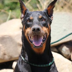 Adopt a dog:Kobe/Doberman Pinscher/Male/Adult,Kobe is a senior Dobie who was impounded as a stray at an animal shelter and then surrendered to that shelter by the owner. They were probably told what it would cost to redeem him and didn't feel he was worth it. Rescue assistance was eventually requested because between the time he was impounded on June 4, 2019 and the date we rescued him, June 22, he had a moderate case of kennel cough. For a few days after we rescued Kobe, he was in a foster situation and behaved himself well. He wasn't exposed to other dogs because of his respiratory infection, but he was friendly to his foster parents and has continued to behave nicely toward our helpers at the rescue ranch. He does appear to be reactive to other dogs that approach his kennel, and when a dog in the kennel adjoining his was given special food for weight gain, Kobe appeared ready to take the other dog's food by force, which he couldn't, of course. We suspect he may be a resource-guarder with food and items of value to him and therefore may be a better choice for an adult home. Kobe is believed to be about 9 years old, and he has the beefy build and large head conformation typical of certain breeding lines of Dobermans.