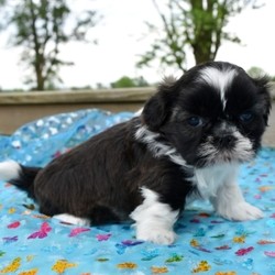 Hank/Shih Tzu/Male/5 Weeks,This is Hank! This handsome guy is going to be the hottest thing on the block; look at that attractive coat! Get ready to be the envy of the neighborhood while out on your daily walks with him. Before coming home to you, Hank will be up to date on his vaccinations and vet checks. Don’t miss out on this great puppy; he can’t wait to come home to his new family!