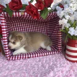 Bailey/Pomsky/Female/4 Weeks,“Hello! My name is Bailey! I'm a cute, cuddly, and loyal puppy that is looking for that special family to join. My ideal family will take me for walks in the park, provide me with yummy treats, rub my cute puppy belly, and give me lots of hugs and kisses. In return, I will provide you with many years of unconditional love! All you have to do is call that number over there and say you want to bring me home. Give me a chance and I will be sure to leave paw prints on your heart!”
