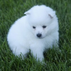 Sakari/American Eskimo Dog/Female/5 Weeks,