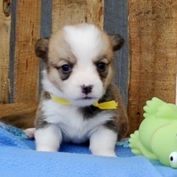 Amber/Pembroke Welsh Corgi/Female/6 Weeks,Stop right there, and look no further! Amber is the one you have been looking for. She will win your heart with her first puppy kiss. Amber is the perfect cuddle buddy. She is always ready to curl up with you and snuggle up right next to you. Amber will be sure to come home to you happy, healthy, and full of kisses just for you. She will be up to date on her vaccinations and pre-spoiled. What more could you ask for? Make this cutie your cuddle buddy, and she will be sure to be that perfect addition that you have searched for.