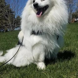 Adopt a dog:Zeke/American Eskimo Dog/Male/Senior,You can fill out an adoption application online on our official website.
Name: Zeke

DOB: 2010

Weight: 24lbs

Adoption Fee: $125

I am a fluffy dog!! My foster mom calls me an 80's hairband dog, apparently the 80's were pretty great with some awesome music.

I wear a harness with a leash attached to me in my home, due to the fact that I love to feel the wind through my hair and I'm a little sneaky and try to get out the door.

I don't like a collar around my neck, last time I had a collar on it was too tight and hurt me. Because of this, I am still sensitive to having my neck and back touched, so I'll need family members that are old enough to respect my boundaries. I live on the senior side of the home with another senior that I get along with well. I am unsure of strangers when we first meet, I'll need time to get to know you before we become best friends! Once I'm acquainted with my people, I become very attached and have displayed some separation anxiety. When my people leave home I do bark because I just miss them so much! I would love to find a home where my people aren't gone too much and also without close neighbors since I can be a bit noisy, no apartments for me!

I am curious of what's on the counter so if you have something that smells good, best if you push it way to back of the counter, I had my first taste of Applebee's my first night in my foster home. Although I'm doing great with pottying outside on a schedule, I have been known to mark my territory in the house. Don't worry though, I do great with a belly band on while in the house!

I dance for treats. I like to watch the world outside though the window. I sleep outside of my crate.

Please submit an adoption application if you are interested in this animal. Ruff Start Rescue is a foster-based rescue. All of our animals are located in foster homes throughout Minnesota.

Under normal circumstances, all Ruff Start dogs and cats are altered (spayed or neutered) prior to adoption. Executive Order 20-09 prohibits elective surgeries, including spaying and neutering, for the remainder of the COVID-19 pandemic. This animal will be adopted unaltered, but a contract needs to be signed committing to spaying or neutering this animal once the order is lifted.

CLICK HERE

for more information.

This animal is up-to-date on age-appropriate vaccines, microchipped, dewormed, heartworm tested (dogs only), and on a monthly flea/tick preventative (dogs only).

Ruff Start Rescue is a foster based rescue. Animals are located in homes throughout Minnesota. We do not have a facility where animals are kept.

Ruff Start Rescue Adoption Policies:

http://www.ruffstartrescue.org/info/display?PageID=11744

Visit www.ruffstartrescue.org for more details.