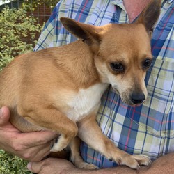 Adopt a dog:Me/Chihuahua/Female/Adult,I-2 years old 
female Chihuahua mix 
Heartworm negative

We will be transporting these dogs Oregon - July 11th (Saturday)

HOW TO ADOPT? Since we can't have our normal events at Petsmart from because of the virus will only be doing pre-adoptions. If you want to adopt you would need to pick out a dog and pre-adopt the dog ahead of time (pay and fill out adoption paperwork). We will only be driving up the pre-adopt dogs, we will be meeting the adopters in Hillsboro Oregon.

Delivery Day
July 11th - Saturday 
Hillsboro Oregon 

By pre-adopting this would guarantee you could adopt the dog of your choice once approved.  To do this you would need to fill out our rescue group application and email it back to us.  With this option you don't get the meet the dog ahead of time before adopting.  Please fill it out and email it back to us and we can get started on the process.  

Adoption fee is $550 which includes spay/neutered, microchip, shots up to date and rabies certificate

Email us for more info about how to adopt - animalrescuekingdom@gmail.com