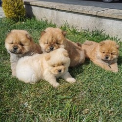 Kc registered chow chow puppies/Chow Chow/Male/Female/6 weeks,Kc registered chow chow puppies looking for their forever homes. We have 3 boys (2 red 1cream) and 1 red girl. Mum is red and dad is cream. They have been brought up in our family house with a toddler so they are used to kids and other pets. They will leave us Microchipped Wormed Fleed and fully KC Registered with all the relevant information. Please feel free to contact me if you have any questions. Thanks