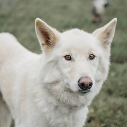 Adopt a dog:Dixie/Husky/Female/Senior,My name is Dixie and I am  a pretty white husky mix around eight years old. I am very shy and nervous at first but very sweet once I get to know you! I am looking for a special adult only home with someone knowledgeable and experienced in the husky breed. I will need to be an only pet for the time being. Come meet me today!