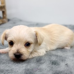 Nugget/Yorkshire Terrier/Male/4 Weeks,“Hi, my name is Nugget. I am so anxious to meet my new forever family. Could that be with you? I sure hope so. I am a gorgeous puppy with a personality to match. I am also up to date on my vaccinations and vet checked from head to tail, so when you see me I will be as healthy as can be. I will be the best friend you’ve dreamed of. I promise you won’t regret it. I will love you, kiss you, and teach you to play so be sure to choose me today!”