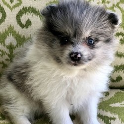 Sadie Skye/Pomeranian/Female/5 Weeks,“I've had this dream for quite a while. It's something I'd do anything for. It's better than a gigantic bag of my favorite puppy treats. It's better than a 24-hour session of belly rubs. It's better than endless walks around the dog park with all of the tennis balls and Frisbees that I could ask for. You want to know what it is? It's you. I dream that I'll get to go home to you as soon as possible. We'll cuddle and snuggle and love each other with all our might. Nothing will stop me from being by your side and being the very best friend possible. Call now and bring me home so that my dreams can come true!”