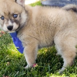 Noah/Pomsky/Male/6 Weeks,Meet Noah. This handsome little boy is quite the looker. Just take a look at his shiny coat and adorable face. You and your family will fall in love in seconds. You guys will be the talk of the town. He knows he's a winner and walks with confidence everywhere he goes. You'll be proud to call this boy your very own. Hurry and bring Noah home as soon as possible. Noah will be up to date on his puppy vaccinations and he will be vet checked from head to tail. Call about this sweet boy now!