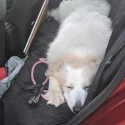 Adopt a dog:Alice/Great Pyrenees/Female/Senior,You can fill out an adoption application online on our official website. Please go to https://pawsitivelysaved.org  to Fill Out an Online Adoption Application!
Alice has been a couch-hopper for far too long! She is a very sweet, and very loved older girl who has a very calm-nature and nurturing personality. She loved her old home a lot, but unfortunately due to her size she has ended up here with us at our Rescue. She found the right spot, considering we specialize in Pyrs. and working breeds, but due to her age we will have her put into a Foster-Home ASAP. She will be relaxing in her temporary living-arrangement until someone reaches out to us about this sweet older lady!!!
She MUST have a 6 foot fence, she is NOT a farm/outdoor dog meaning she sleeps INSIDE, but she would still need plenty of room OUTSIDE as well! These breeds love to wonder around and explore their surroundings!

She will bark, and keep unwanted critters away from your property for you! She will also lay with you and put her head under your hand so that you can pet her easier! lol!
Alice is a perfect-Pyrenees who needs a perfect home! She would LOVE it if her person either worked from home or was retired, that way she can have even more time to love you!
She also LOVES older/considerate children/teens!
She does great with the dogs here, and her previous family took her to the dog park often!
She is up-to-date, but is too old to be spayed safely. We will not allow her in a home with any unaltered male dogs!!!