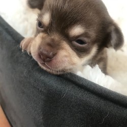 Adopt a dog:Beautiful Chihuahuas/Chihuahua//3 weeks, 5 days old ,Beautiful Chihuahuas for sale five boys two girls they have been brought up in a loving home they will be vet checked first vaccination and microchip mum and dad can be seen they come with a puppy pack . Vet cards and five generation pedigree papers ready to leave on the 20th July for 
more information please text or ring 0772789684.