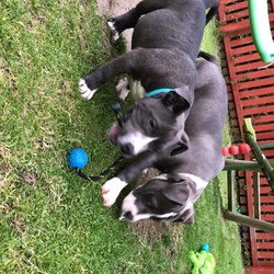 American Bulldogs For Sale Very Rare Color Blue/American Bully//15 weeks, 6 days old ,I have boy and girl left extra large puppy American bulldogs very rare Color blue great with kids ready to good homes only !!!!comes with papers