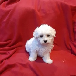 Bella///Maltese Puppy,This Puppy Found A Home!