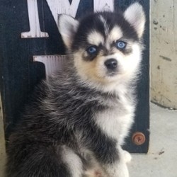 Boomer/Pomsky/Male/,“Hey! My name is Boomer and I'm ready for you to pick me, so that I can brighten up our home! I'm full of life and fun. I can be the best movie, walking, and cuddle buddy that you will ever come across! Both of my parents are exceptional examples of our breed. I will arrive to you healthy and with my vaccinations up to date, before wiping my paws on our welcome mat. Ready for a lifelong best friend? Well, I'm ready for my forever family!”