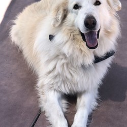 Adopt a dog:Captain/Great Pyrenees/Male/Adult,Hello there humans - my name is Captain and I'm one handsome, large fella that is hoping to win a place in your home and heart. I'm looking for a home where I can hang out in a nice fenced yard, but also come inside to snuggle on my own terms. Yeah, I can be a bit reserved when first meeting new people and I like a slow approach. I'd Definitely prefer a quiet home that will give me space when I need it, but also give lots of love once we get acquainted. I'm going to bond really tight with my humans and want to protect my home. I love to go on short walks, but my favorite thing to do is hang outside with my fam. I know my forever family is out there and I sure can't wait to meet you. Primary Color: White Secondary Color: Apricot Weight: 119.5lbs Age: 5yrs 3mths 0wks Animal has been Neutered