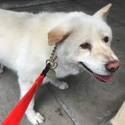 Adopt a dog:Jinsoon/Jindo/Female/Adult,Jinsoon is about 8 years old, and currently in the low 50lbs range.

She has just arrived in our rescue, and we will be posting more updates as we get to know her better.
She is a friendly, happy dog, though initially a little on the shy side.
She walks well on leash, but if startled, will jump - we expect this to reduce over time as she gets to know her handlers.

She appears to get along with other dogs, but as with any dog to dog introduction, we'd recommend patience, caution and care.
We have not tested her with cats, other small critters, or small children yet, but would expect her to have a normally high prey drive for smaller, wild animals (squirrels, rabbits etc) and again, would recommend caution with any introduction (regardless of the dog's breed).

A very sweet lady indeed!

Contact us for more information, and visit our website to complete an adoption application form:

www.twodogfarms.com/adopt

Adoption fees are $300.00.

info@twodogfarms.com
