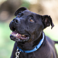 Adopt a dog:Juice/Zeus/Pit Bull Terrier/Male/Adult,During the state mandated shelter-in-place order BACS has transitioned to virtual, socially-distanced adoptions.
If you have an interest in a particular BACS animal, please email KSwanson@cityofberkeley.info. The first step will be to set up a virtual meeting with their current foster family via phone, zoom, or facetime, to provide you with more detailed information about the animal. Following that, if you feel like it could be a good adoption fit, shelter staff will help coordinate a socially-distanced meeting in person so that you can meet your potential family member up-close and personal. Thank you for your patience during this time. We really appreciate your support!  

Juice/Zeus is an affectionate and loyal pup that has quickly won the hearts of his foster family. He loves to be by his companion's side whether it is to play or lounge. He loves hiking, squeaky toys, and playing fetch. Juice/Zeus bonds quickly with his primary person, but has lots of love to give to all members of the family. He is a great listener and knows how to sit and lie down on command.