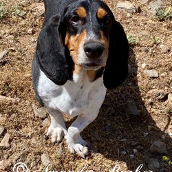 Adopt a dog:Jake/Basset Hound/Male/Young,Jake - adopted out a couple years ago. During this 