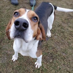 Adopt a dog:Remy/Coonhound/Male/Adult,Hey, friends! I'm Remy, a 3-year-old Coonhound! I'm a big guy who is about 70% legs and I follow my nose wherever it takes me! I was an outside dog, but I'm adjusting pretty well to this new life indoors. I've decided that I love people, being pet and cuddles! I'm pretty happy and calm, the staff think that I'm the most handsome hound they've ever seen. I can be super goofy, too! I run around the yard and make the staff giggle at how silly I am. I entered the shelter at no fault of my own, and I used to live with other pups! I was fostered by some really nice people recently and they said that I probably shouldn't live with other pups because I can be a bit rough. They also said that I shouldn't live with any smaller critters, like cats, I think they're toys! My foster home had some kids and I loved them dearly, but I could be pretty pushy with them when I wanted to be. That being said, I think I should live with older kids, if any, cause I would knock over little kids. I have been learning to walk pretty well on leash, but I still need some work. I also know walk, sit, stay and come, aren't I such a smart boy?? I need structure and clear boundaries in y future home, so I don't run the house. I am crate trained and I'm working on potty training, which I've almost got down! I really love all the smells here at the shelter, I could sniff around the yard all day if they let me! I can't wait to find a home so I can sniff some new smells around the yard and house!! If you're looking for a good boy, you've found me! Please come down to Stray Haven to meet me, we can get to know each other!
Stray Haven Humane Society & SPCA
194 Shepard Rd., Waverly, NY 14892
(607) 565-2859, www.strayhavenspca.org 
Open hours (winter): Tues, Wed & Thurs Noon - 6pm; Sat 10am-4pm