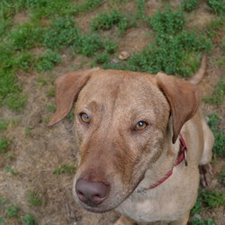 Adopt a dog:Lady Bird/Catahoula Leopard Dog/Female/Adult,Lady is super smart and super sweet she enjoys playing with other dogs but would prefer to be the only dog in the home. She has shown in the past that she may be protective in the house hold and has a tendency to heard. Lady B is a great dog looking for someone who will be a good leader and keep her safe. She knows all her basic commands and then some. Lady used to go to doggie day care in her previous home. She is such a goof ball!! She does not like cats and cannot live with children due to her history.
To fill out an application for adoption please visit www.ulstercountycanines.com 
we will only respond to applications that have been filled out. we do not respond to petfinder inquiries, or emails with out an application. We also only adopt within a 2 hour radius of our facility.