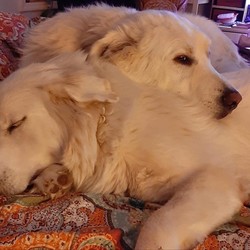 Adopt a dog:Roamin and TIlly/Great Pyrenees/Male/Adult,Meet Roamin (m) and Tilly (F)  BONDED PAIR  With a sad heart for all I am looking for another family for Roamin and Tilly..GREAT PYRS both of these babies were adopted thru me.Sadly their dad lost his life and mom can no longer care for them. Roamin is 3 will be 4 in Dec. 125 pounds. Tilly is turning 2 on 6/26 and she is 85 pounds..they have been besties since Tilly arrived 10 mos ago..They are sweet effectionate.perfect with dogs cats children and adults. I want them together. Are used to there dad taking them on big long walks at the lake they are strong. They also have a little anxiety when left alone but they both go in a crate together and they are fine. Both spay and neutered shots chipped.Dally's Hope 4 Paws Rescue Inc. MUST BE FAMILIAR W THE BREED!! INQUIRE dallyshope27@gmail.com. FYI dogs will be adopted out from my rescue in New York state I will not be shipping them states away I want them close.. THIS IS NOW URGENT!!  They are also inside dogs they will not be sent to work on a farm