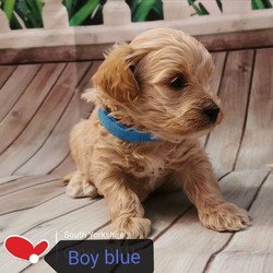 Adopt a dog:Maltipoo F1/Maltipoo//4 weeks, 4 days old ,I have a lovely 100% maltipoo was born.We have 4 beautiful Maltipoo puppies 2 girls 2 boys-apricot light and dark colours
These are true Maltipoos where Mum is the maltese with KC regster and dad is a toy red poodle 11 inch-how it should be as alot are poodles put to maltese

Mum is our family pet girl maltese called Pooly she has a perfect temperament and loves being around my children she is kc registered.
Dad is a handsome red toy poodle 
lives with us he is kc registered and is prcd-PRA hereditary clear

All puppies are being raised in my family home with my children and my dog. Puppies will be handled daily by me and my children 8 and 13 old,so all puppies will be well socialised .
They will come with first injection
Microchipped
Wormed upto date
Deflead as a precautionary measure
And will come with a puppy pack,
Blanket ( mum and siblings scent)
toys,bowls etc...
Puppys will be weaned onto royal cannin dry food for puppy from 4 weeks.
Will be ready for there new homes on or around the 15th of August.

dark apricot boy 3200
light apricot boy 3000 Sold
girls1 3200
girl 2 3000
We are here to help - any questions please call - we will send you more photos and videos
Some pics of her last litter to show you what they will look like
Will require a £300 non refundable holding fee for your chosen puppy i have.