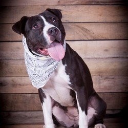 Female American Staffordshire Terrier is available for adoption