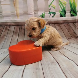 Adopt a dog:Maltipoo F1/Maltipoo//4 weeks, 4 days old ,I have a lovely 100% maltipoo was born.We have 4 beautiful Maltipoo puppies 2 girls 2 boys-apricot light and dark colours
These are true Maltipoos where Mum is the maltese with KC regster and dad is a toy red poodle 11 inch-how it should be as alot are poodles put to maltese

Mum is our family pet girl maltese called Pooly she has a perfect temperament and loves being around my children she is kc registered.
Dad is a handsome red toy poodle 
lives with us he is kc registered and is prcd-PRA hereditary clear

All puppies are being raised in my family home with my children and my dog. Puppies will be handled daily by me and my children 8 and 13 old,so all puppies will be well socialised .
They will come with first injection
Microchipped
Wormed upto date
Deflead as a precautionary measure
And will come with a puppy pack,
Blanket ( mum and siblings scent)
toys,bowls etc...
Puppys will be weaned onto royal cannin dry food for puppy from 4 weeks.
Will be ready for there new homes on or around the 15th of August.

dark apricot boy 3200
light apricot boy 3000 Sold
girls1 3200
girl 2 3000
We are here to help - any questions please call - we will send you more photos and videos
Some pics of her last litter to show you what they will look like
Will require a £300 non refundable holding fee for your chosen puppy i have.