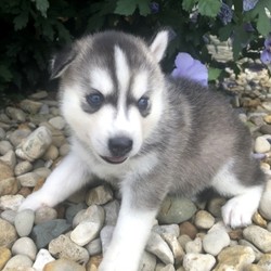 Tonya/Siberian Husky/Female/,“On a scale of 1 to 10, my cuteness is an 11. The family I have now tells me that I am a true cutie and any family would be lucky to have me. But truthfully, I'd be lucky to have a family to love me and I sure hope that it is you I'm. a simple pup. I like to play, run around, take a nap or two, and a puppy treat every now and then would sure be great. I am vet check from head to tail so I am healthy and ready to go. I have packed my bags and I am ready to venture off to my new family as soon as possible.”