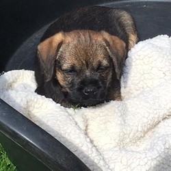 BORDER TERRIER PUPPIES,VET CHECKED WITH HEALTH REPORT/BORDER TERRIER/Mixed Litter/8 weeks,*** READY TO GO NOW***                                                           
 PURE BRED BORDER TERRIER PUPS,
MUM IS K.C reg & DAD IS A PURE SOLID BORDER.
VET CHECKED WITH HEALTH REPORT,MICRO-CHIPPED, Ist VAC GIVEN. THEY HAVE BEEN BORN & BRED IN THE COUNTRY-SIDE & WOULD LIKE TO SEE THEM GO TO ACTIVE OUTDOOR HOMES WITH LOTS OF FREEDOM.MUM HERE TO SEE WITH HER LITTER.
THE PUPS ARE A PROPER STAMP OF THE OLD BREED BORDERS ! ***READY TO GO NOW ***