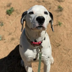 Adopt a dog:Duke/Dalmatian/Male/Adult,Hi! My name is Duke and I'm living with a foster in San Diego, CA. I’m about 8 years old and 70 lbs. I’m also neutered. I was found as an emaciated stray puppy and I’ve lived the last several years in a backyard, sleeping in a garage at night. It was awful. I really want to find a nice home where I can sleep inside, and be loved by my hooman family and not have to survive on my own. Because of my background, I lack a bit of etiquette and social grace but, I have been trained, I do really well on walks and with all the basic commands. Sleeping in a crate inside at night makes me feel really safe, but when I come out I love belly rubs.   

I appreciate you might not want to adopt me before getting to know me, so I’m happy to stay with you as a foster and then if we like each other, I’ll stay with you forever.
