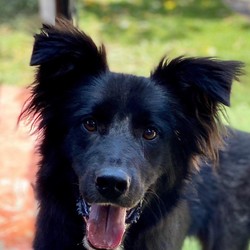 Adopt a dog:JASPER/Flat-Coated Retriever/Male/Young,This 1 yr old handsome man is Jasper!  He is a beautiful flat coated retriever mix (possible collie) with TONS of energy.  He loves loves loves to run around and play and would do best in an active home.  Once he gets his energy out, he is the sweetest boy.  He is 50 lbs full grown and will be the most amazing fitness partner.  He loves to be outdoors and would do great on runs, hikes, beaches, dog parks, camping, etc. He is a total boy and loves to play.  Jasper needs some basic training as he is a jumper- for this reason, we suggest no kids under the age of 11 yrs old. He is not aggressive by any means, he just doesnt know his size yet! LOL Adopt this big teddy bear today!

If you are interested in adopting and think you can provide a great home for this pet, please complete an online application so that we can better assess if this pet is a good match for you and your family. Once that is complete and we've approved your application, we can set up a time for you to meet your potential companion for life! 

ADOPTION APPLICATION: www.vida4animals.org/adoption-application/

For more information on this pet, please see the contact information.

Adopt Responsibly. Thank you for choosing Rescue!