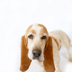 Adopt a dog:Captain Morgan/Basset Hound/Male/Senior,Captain Morgan has some abuse in his past.  He startle snaps at the collar line.
He needs a home well versed at special needs.
Please visit our website at www.Daphneyland.com and fill out an adoption application.