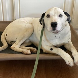 Adopt a dog:Duke/Dalmatian/Male/Adult,Hi! My name is Duke and I'm living with a foster in San Diego, CA. I’m about 8 years old and 70 lbs. I’m also neutered. I was found as an emaciated stray puppy and I’ve lived the last several years in a backyard, sleeping in a garage at night. It was awful. I really want to find a nice home where I can sleep inside, and be loved by my hooman family and not have to survive on my own. Because of my background, I lack a bit of etiquette and social grace but, I have been trained, I do really well on walks and with all the basic commands. Sleeping in a crate inside at night makes me feel really safe, but when I come out I love belly rubs.   

I appreciate you might not want to adopt me before getting to know me, so I’m happy to stay with you as a foster and then if we like each other, I’ll stay with you forever.